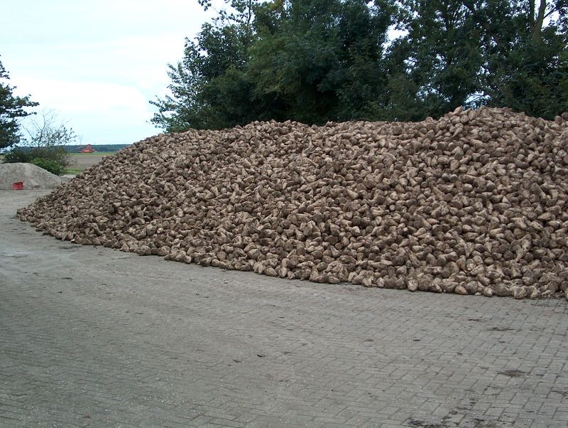 29 september 2002; suikerbieten gerooid