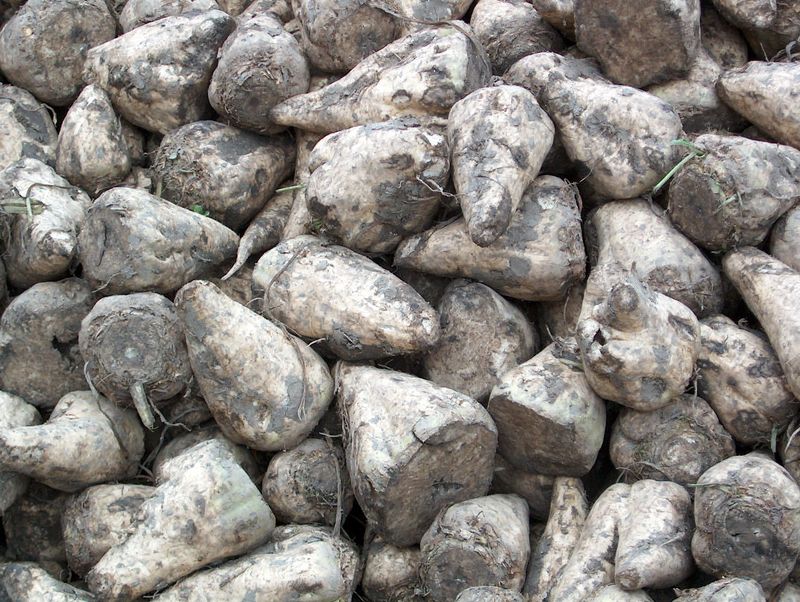 29 september 2002; suikerbieten gerooid