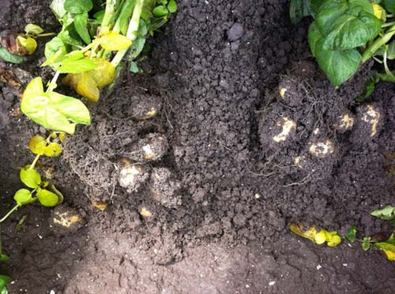 14 juli 2012: verregende week