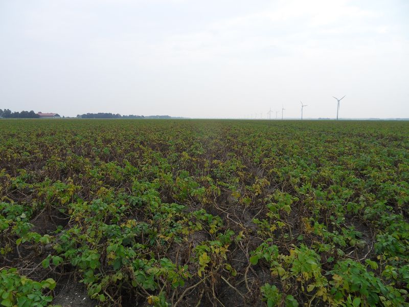 27 augustus 2012: verschil in groei aardappelen 2011 met 2012