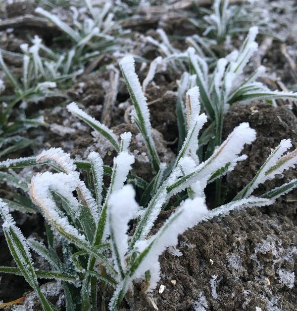 18 en 19 januari 2017: Mooie winterse plaatjes