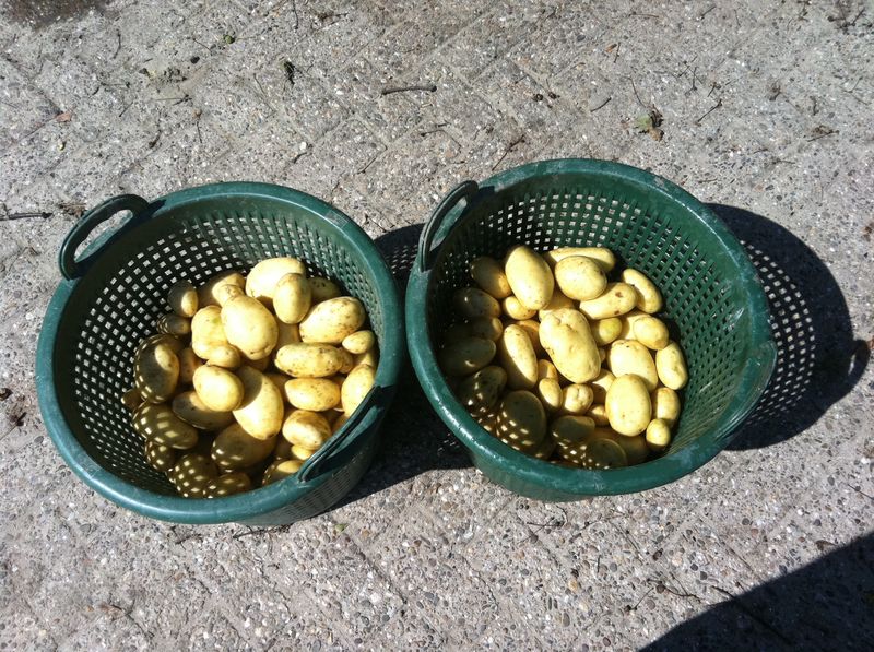 15 augustus 2011: proefrooiing aardappelen