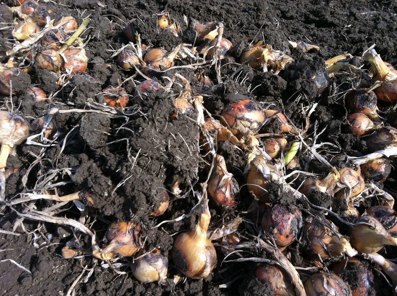 17 september 2011: uien gerooid