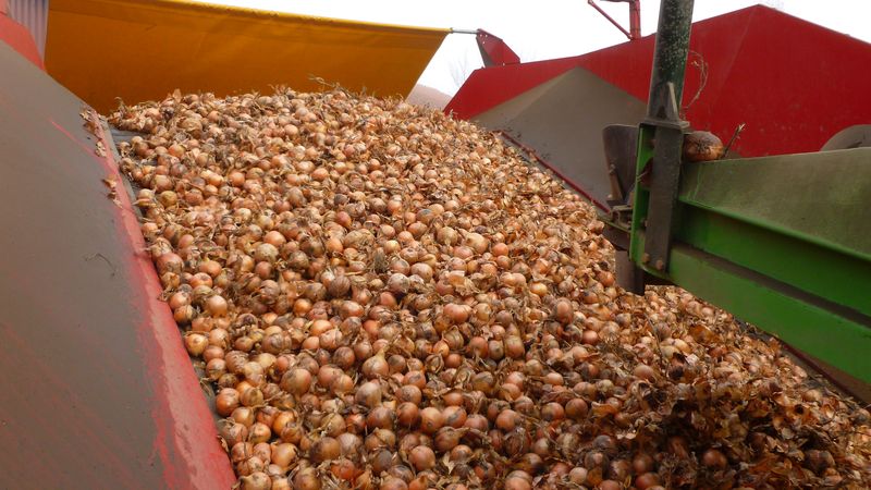 23 november 2011: laatste uien afgeleverd