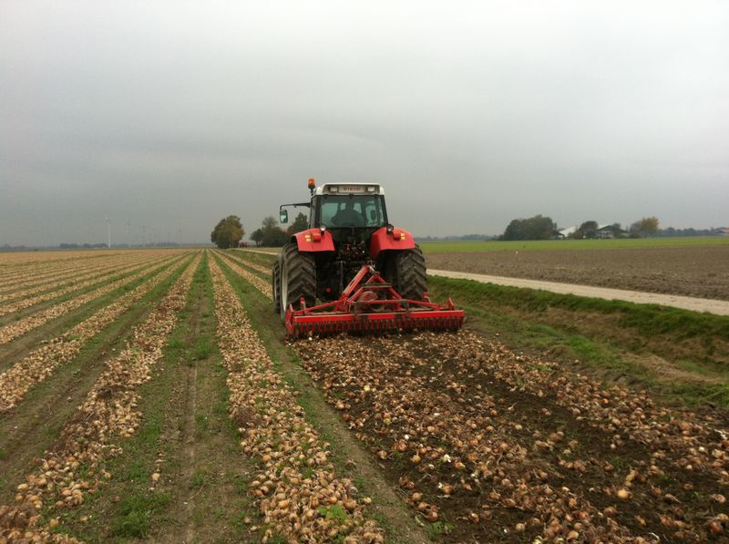 29 oktober 2011: uien vernietigd