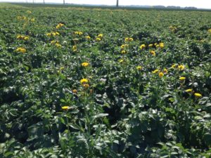 1 augustus 2013; distels te lijf