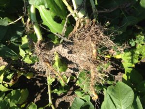 1 augustus 2013; distels te lijf