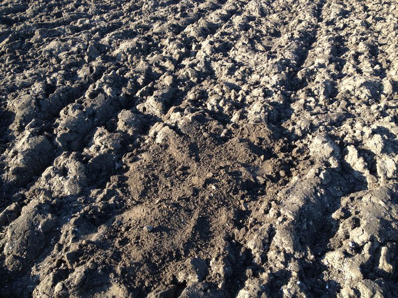 10 maart 2013; voorjaarskriebels van korte duur