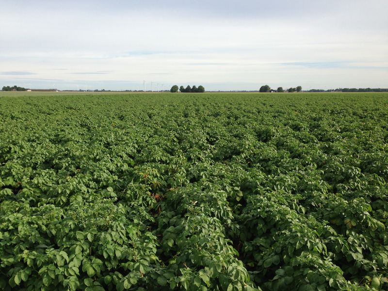 12 augustus 2013; 2e proefrooiing aardappelen