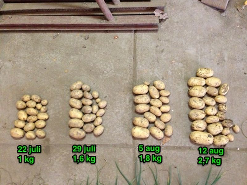 12 augustus 2013; 2e proefrooiing aardappelen