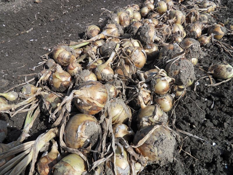 12 september 2010; uienoogst verloopt moeizaam