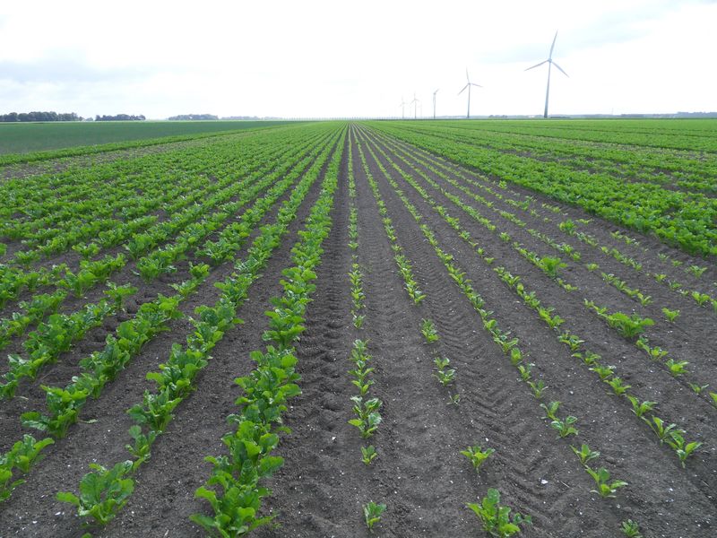 13 juni 2010; stand suikerbieten
