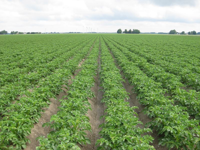 Rasverschil tarwe. Links het ras Toisondor, rechts het ras Apache. De apache is iets langer en is ook vroeger.