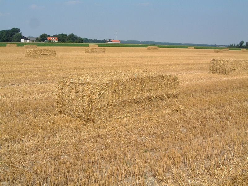 16 augustus 2002; wintertarwe oogst