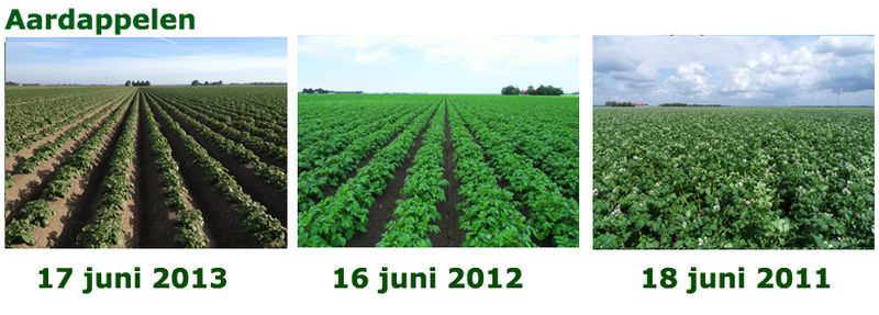 17 juni 2013; vergelijking gewasgroei