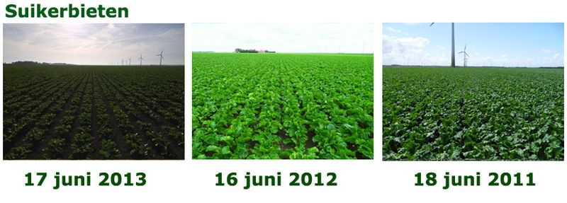 17 juni 2013; vergelijking gewasgroei