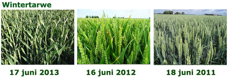 17 juni 2013; vergelijking gewasgroei