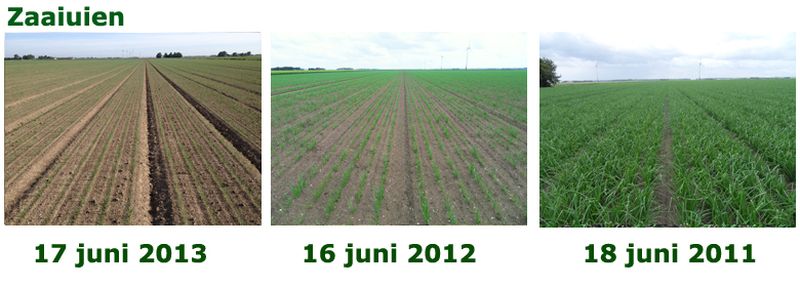 17 juni 2013; vergelijking gewasgroei
