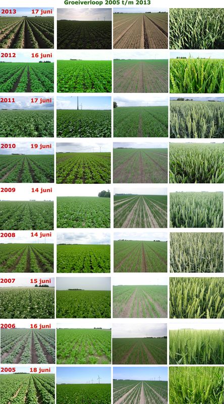 17 juni 2013; vergelijking gewasgroei