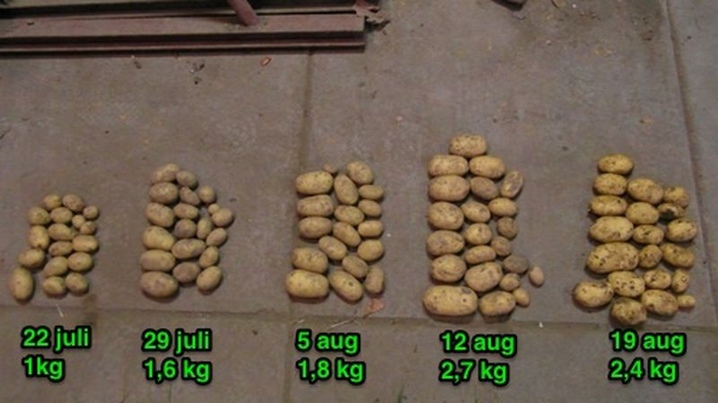 19 augustus 2013; 3e proefrooiing aardappelen