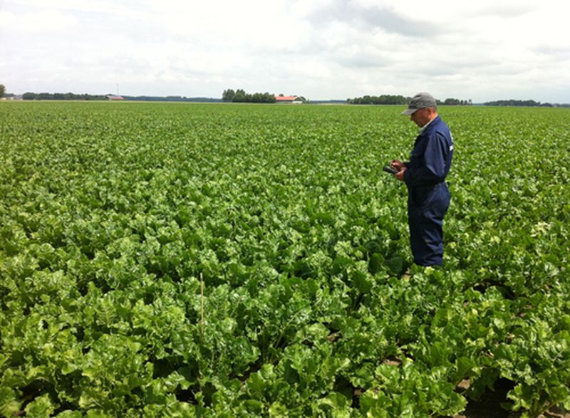 1 juli 2013; beoordelen/labelen suikerbietenproefveld