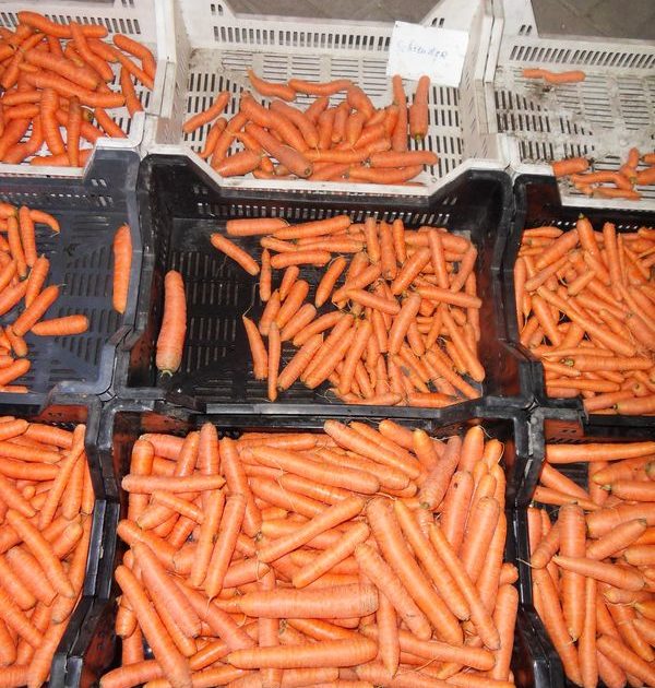 1 oktober 2010; proefrooiing winterpeen