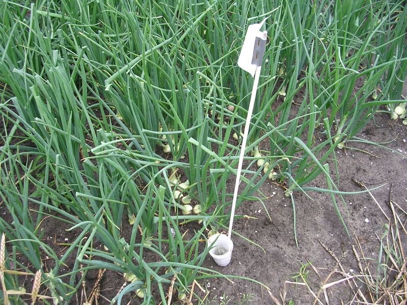 20 jul 2008; De Groene Vlieg