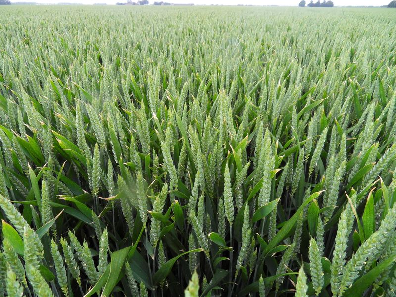 20 juni 2010; wintertarwe geselecteerd