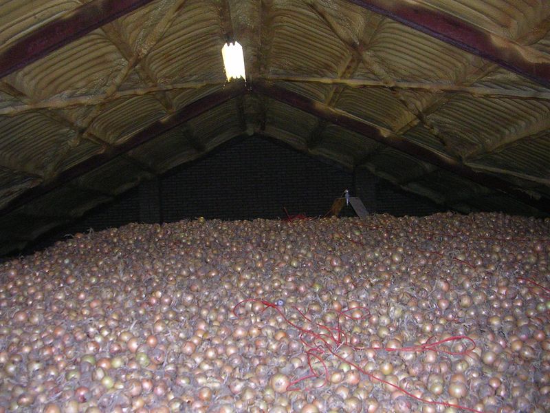 21 september 2008; uien inschuren