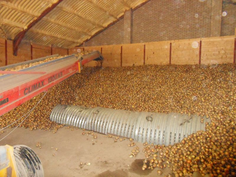 23 september 2010; uien in de bewaring