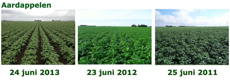 24 juni 2013; vergelijking gewasgroei