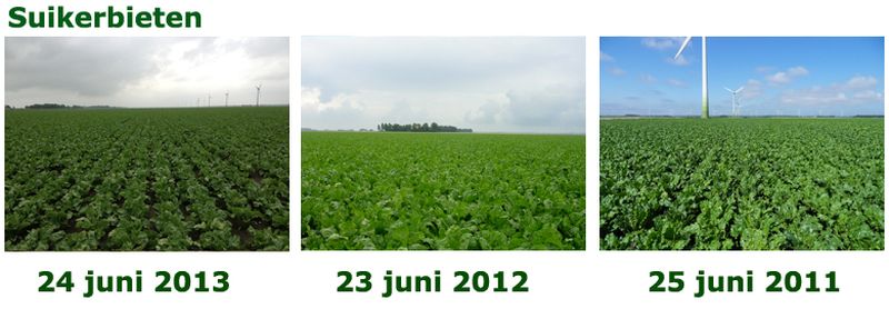 24 juni 2013; vergelijking gewasgroei
