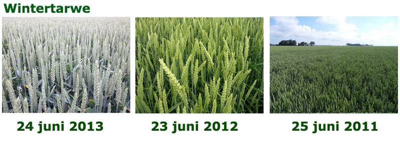 24 juni 2013; vergelijking gewasgroei