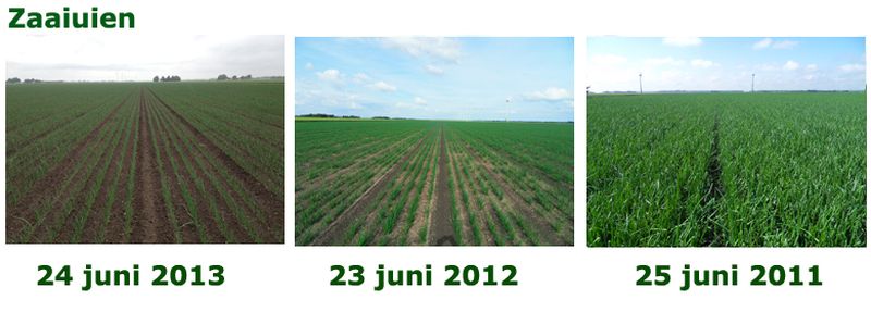 24 juni 2013; vergelijking gewasgroei
