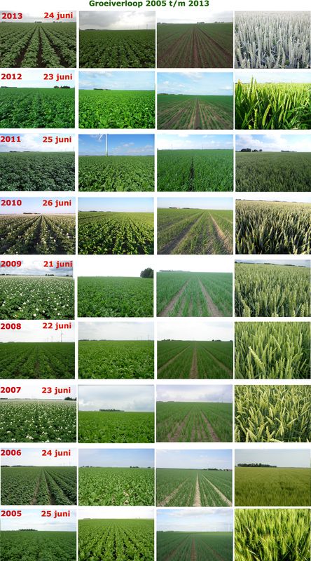 24 juni 2013; vergelijking gewasgroei