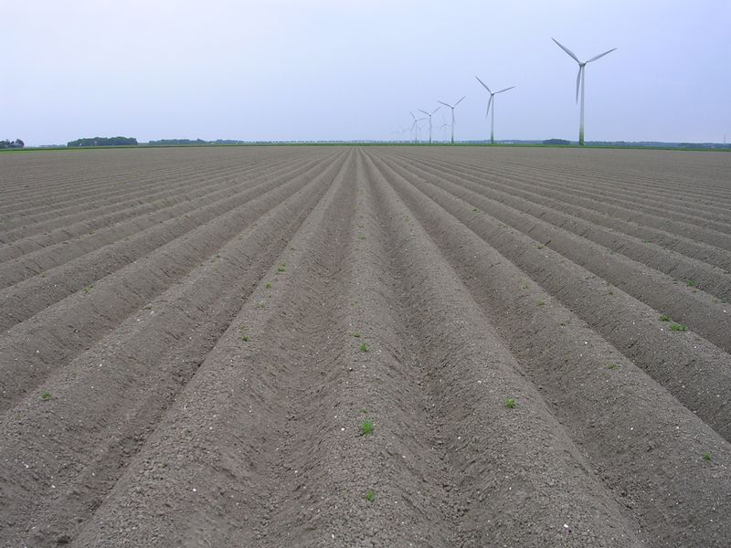 24 mei 2009; eerste bespuiting phytophthora