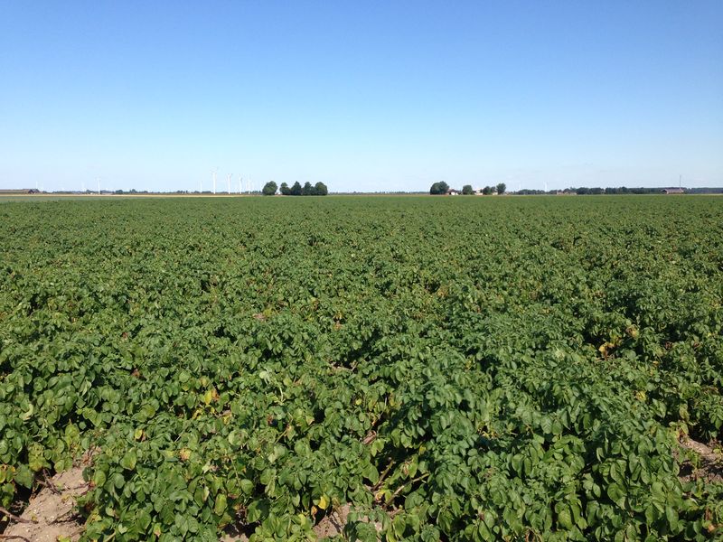 26 augustus 2013; 4e proefrooiing aardappelen