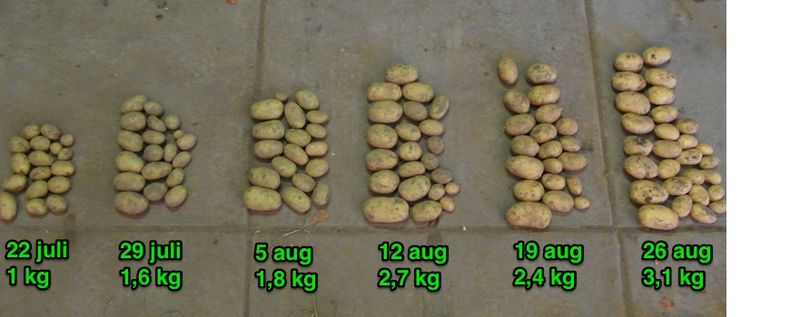 26 augustus 2013; 4e proefrooiing aardappelen