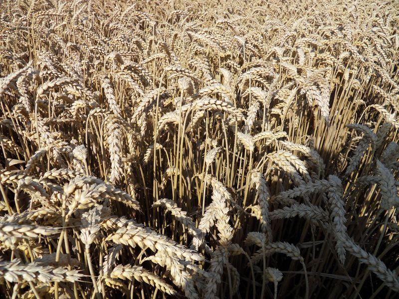 26 juli 2009; regen gevallen