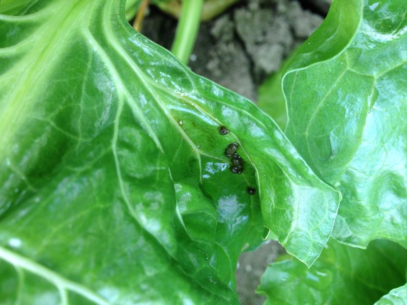 26 juli 2013; rupsen in de suikerbieten