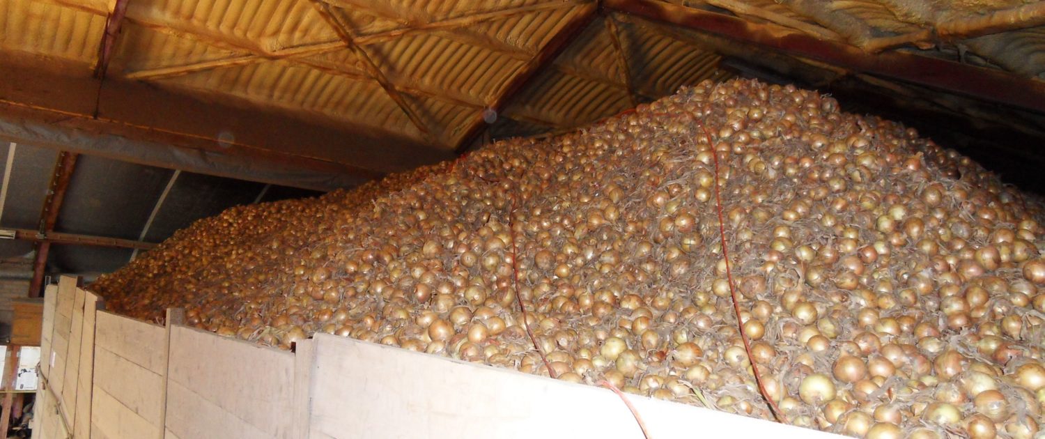 30 augustus 2009; uien rooien