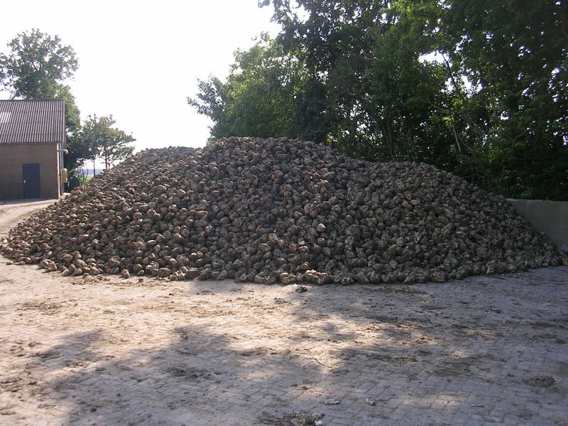 30 september 2007; Suikerbieten gerooid