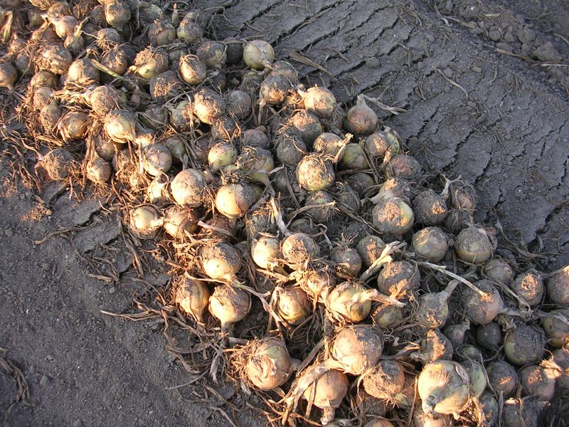 31 augustus 2008; vroege uien gerooid