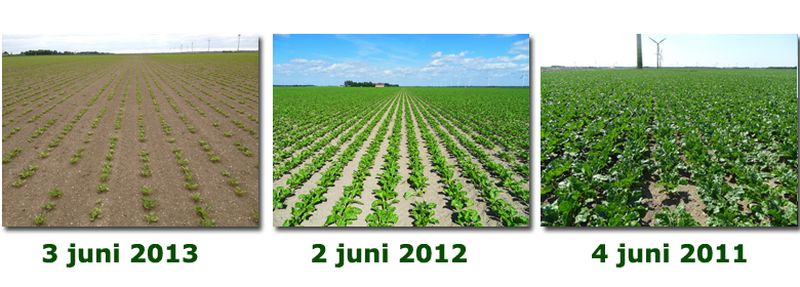 3 juni 2013; vergelijk gewasgroei gewassen