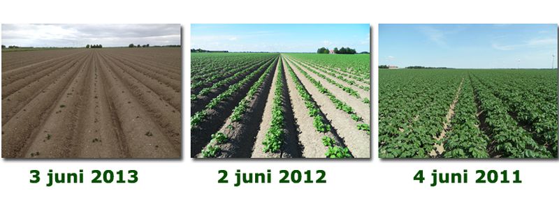 3 juni 2013; vergelijk gewasgroei gewassen