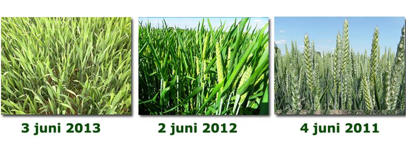 3 juni 2013; vergelijk gewasgroei gewassen