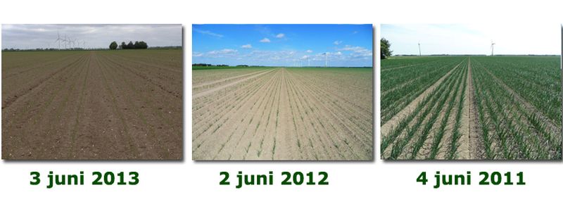 3 juni 2013; vergelijk gewasgroei gewassen