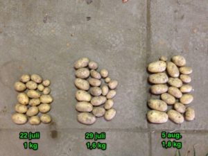 5 augustus 2013; 1e proefrooiing aardappelen
