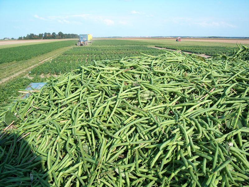 6 september 2002; stamslabonen geoogst