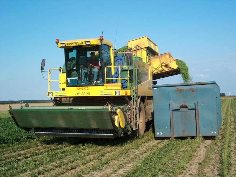 6 september 2002; stamslabonen geoogst